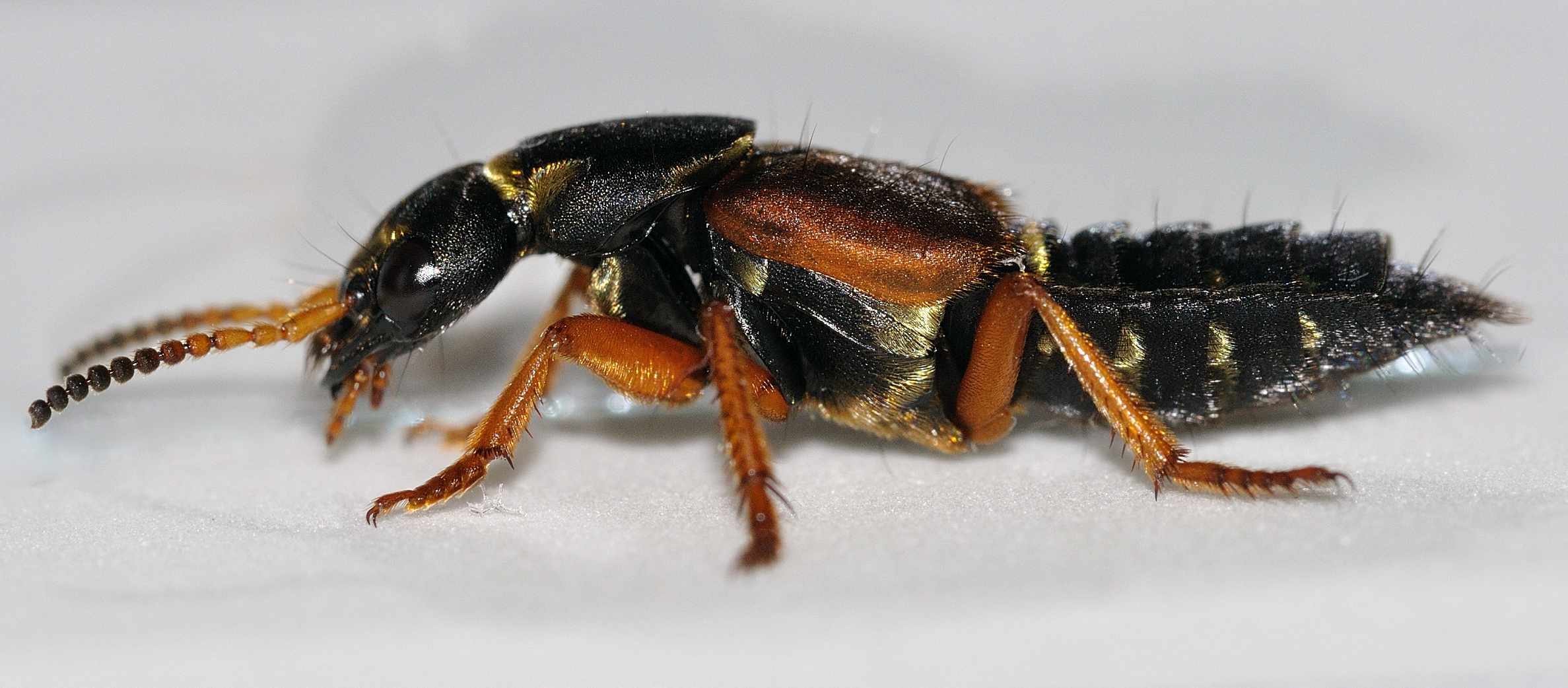 Staphylinidae - Ocipus sp.